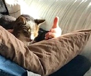 The Animal Reiki Session The Animal Reiki Session